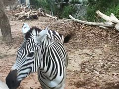 -清迈夜间动物园