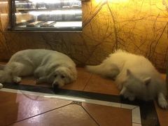 -more than meow吴止猫主题餐厅(承德 中船汇店)