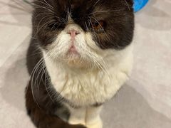 -猫儿山۰猫主题餐厅