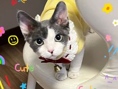 -猫大福·Fortune Cat猫舍(百子湾店)