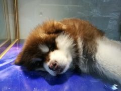 -乐宠宠物店(世纪金源店)