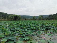 -龙寺生态园