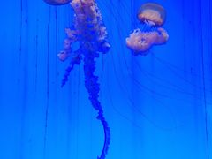 -上海海洋水族馆