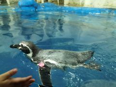 -太平洋海底世界