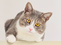 -天使宠物医院·犬猫分诊(彩虹店)