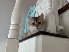 -麒麟缅因猫舍·十五年缅因猫选购中心