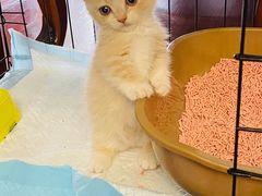 -飞行喵MR PILOT|猫舍·猫咖(静安大融城店)