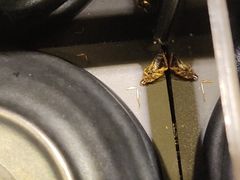 -争鲜回转寿司(金桥家乐福店)