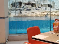 -帝企鹅自助餐厅•儿童岛•真企鹅(长隆企鹅酒店)