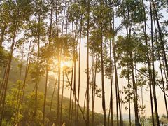 -水濂山森林公园