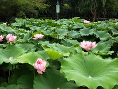 -陈家山荷花公园