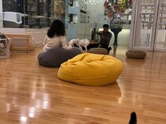 -momokira米努特·德文卷毛猫·棉花面纱犬