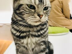-COLOR PETS 撸猫馆·购猫·猫咖(长风大悦城店)