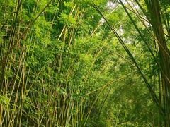 -海南热带野生动植物园