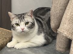 -瑞派康怡24h宠物医院·犬猫医疗中心·微创绝育(瑞景分院)