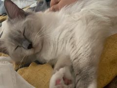 -萌兽医馆·犬猫专科·眼科中心·宠物医院(朝阳门分院)
