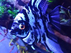 -迪拜水族馆及水下动物园
