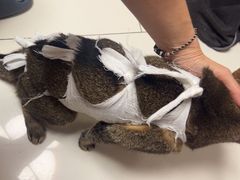 -瑞派·关忠动物医院·异宠专科·犬猫肿瘤·皮肤专科(望京店)