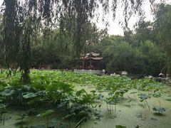 -莲湖公园