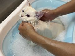 -PETKIT小佩宠物·低压洗护(国顺东路店)