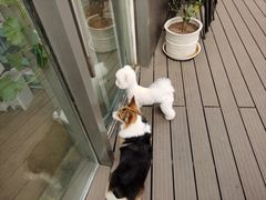 -百好乐宠物友好餐厅(朝外大街店)