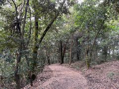 -南宁良凤江国家森林公园