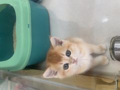 -糯米喵星人总部直营旗舰店·猫舍·幼猫出售