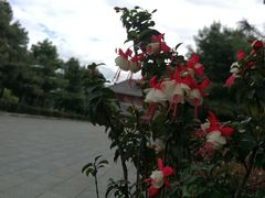 -三塔倒影公园