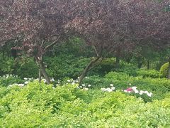 -洛阳市隋唐城遗址植物园
