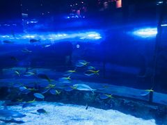 -迪拜水族馆及水下动物园