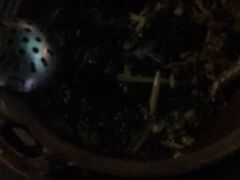 -盐禾堂海南屯昌香草鸭(总店)