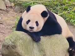 -都江堰中华大熊猫苑