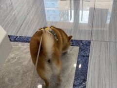 -瑞派名望24h动物医院异宠专科·猫专科·骨科·重症监护分院