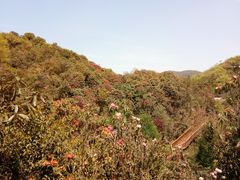 -贵州百里杜鹃风景名胜区