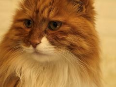 -平行世界·猫咖(首经贸店)