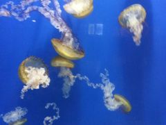 景点-烟台海昌鲸鲨海洋公园