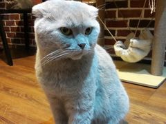 -猫友咖啡店(玉林西路店)