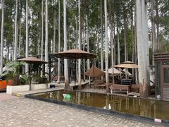 -桉树林A coffee 森林餐厅(三圣乡店)