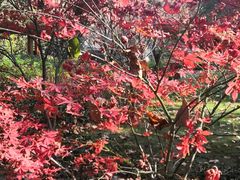 -徐家汇源景区-衡山公园