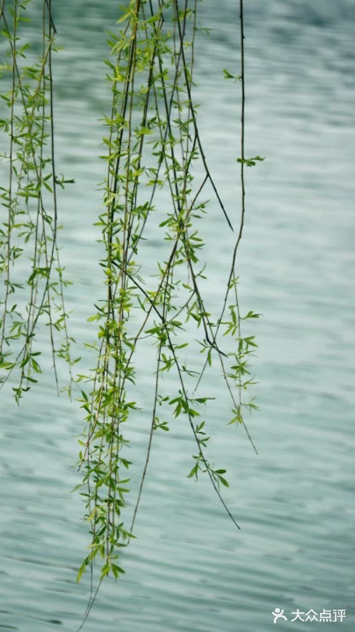 春到北海,垂柳绿了,湖水化了,野鸭在湖边嬉戏