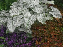 -必胜客(WOW西丽店)