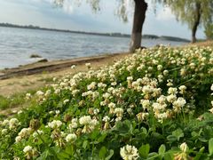 -丁香湖公园