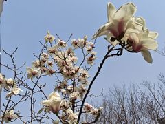 -麦当劳(龙湖北京大兴天街店)