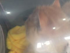 -顺强宠物诊所·狂犬免疫·夜诊·骨科(嘉定店)