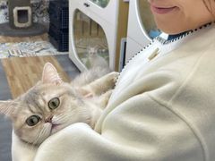 -青奢宠物·青奢猫舍