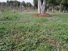 -南京市江宁方山