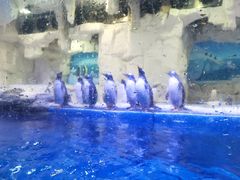 -华夏文旅海洋公园