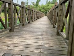 -洋湖国家湿地公园