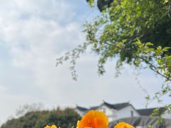 -树山生态村