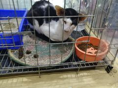-宝鸡东道花鸟鱼虫市场(吉利花园商场店)